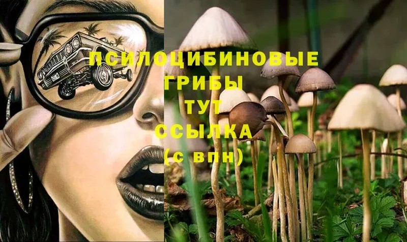 omg онион  Белёв  Псилоцибиновые грибы Cubensis 